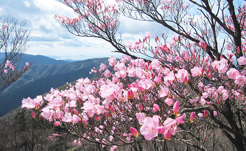 アケボノツツジ　苗木　70 cm高 akebonotutujia.jpg