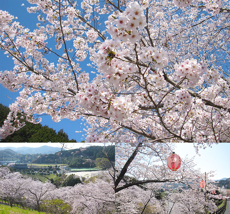 大森山桜園の桜