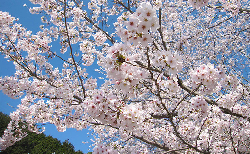 桜 桜・見ごろ】沓掛峠のヤマザクラ群｜イベント掲示板｜ふらっとろーかる