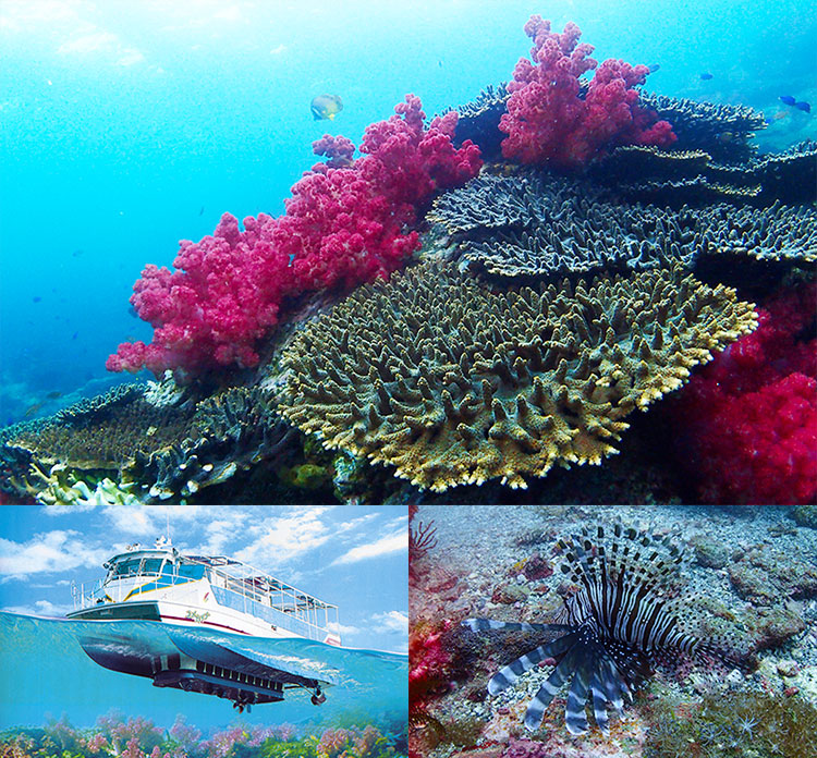 サンゴ サンゴ礁を守り、再生するために｜環境儀 No.53｜国立環境研究所