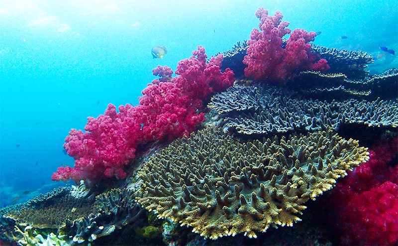 宇和海海域公園のサンゴの森｜愛南町観光協会 公式ホームページ