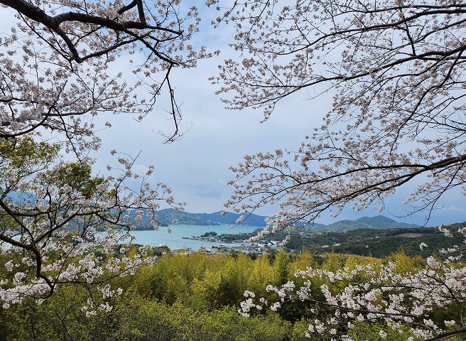 南レク松軒山公園の桜の開花状況についてお知らせします！（2026.4.2
